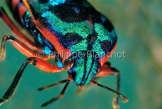 Calidea panaethiopica.JPG - in "Portraits d'insectes" ed. SeuilCalidea panaethiopicaPunaise bouclierShield backed bugHemipteraScutelleridaeSenegal